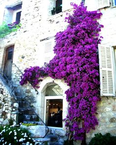 purple flowers growing up the side of a building