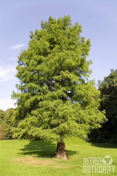 a large green tree sitting in the middle of a lush green field