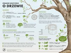 an info sheet describing the different types of trees and how they are used to grow them