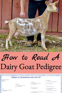 a man standing next to a baby goat in front of a red fence with the words how to read a dairy goat pedigree