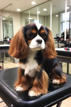 a brown and white dog sitting on top of a black chair