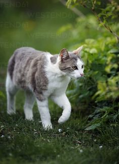 a gray and white cat walking in the grass next to shrubbery with green leaves