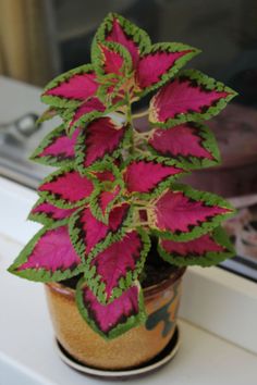 a pink and green plant sitting on top of a window sill