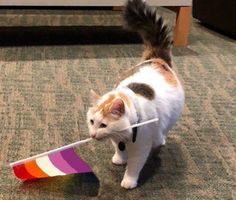 a cat walking across a carpeted floor with a toy in it's mouth