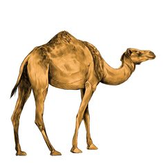 a drawing of a camel on a white background stock photo, images and royalty illustrations