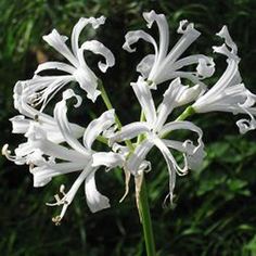 a close up of a white flower near some grass