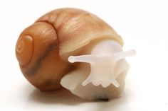 a close up of a snail on a white surface