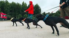 three dogs being walked by two people on leashes