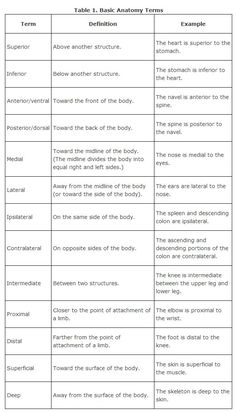 table 1 basic anatomy terms for the body and their functions in each part of the body