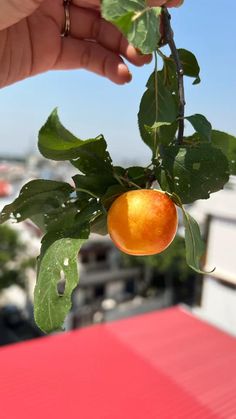 a hand is holding an orange on a tree branch with leaves and red roof in the background