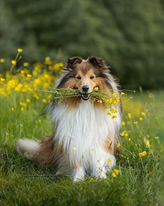 a collie dog sitting in the grass with a stick in it's mouth