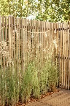 tall grass growing in the middle of a wooden deck next to a fence and trees