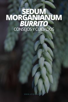 the cover of sedum morganianum burrito consejos y cuidados