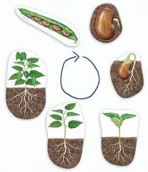 an image of plant life in the soil with roots and leaves cut out to look like they are growing