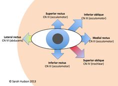 Eye Notes, Emt Study, Eye Muscles, Eye Twitching, Lower Back Pain Exercises, Cranial Nerves, Revision Notes, Eye Exercises, Eye Pictures