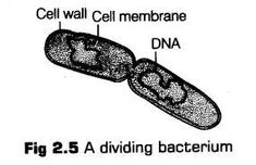 the cell wall membrane is labeled in black and white, with text below it that reads fig 2 5 a dividing beectrum