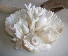 white shells and seashells are on the table