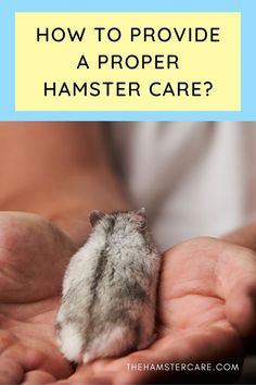 proper hamster care guide, ethical hamster care guide, hamster pet, hamster care, hamster care guide, hamster guide, hamster, hamster tips, pets, rodents, best pets, hamster proper care, syrian hamster, dwarf hamster, hamster care tips, how to take care of a hamster Hamster Care Tips, Hamster Care, A Hamster, Pet Care Tips, Happy And Healthy, Hamsters, Good Health, Amphibians, Healthy Diet