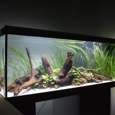 an aquarium with plants and rocks in it