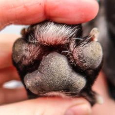 the paw of a dog being held by someone