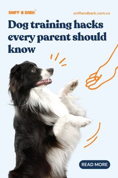 a black and white dog standing on its hind legs with it's paw in the air