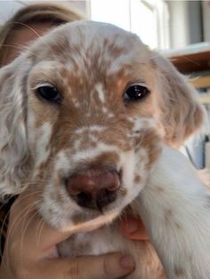 a woman holding a puppy in her arms