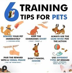 a poster with instructions on how to train your dog and cat for the first time