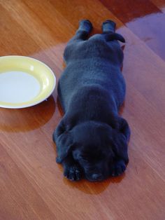 a black dog laying on the floor next to a white plate and bowl with water in it