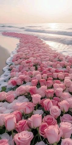 pink roses are lined up along the beach