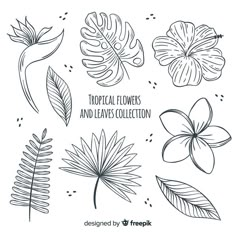 hand drawn tropical flowers and leaves collection