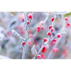 red berries are growing on the branches of a tree with frosted leaves and buds