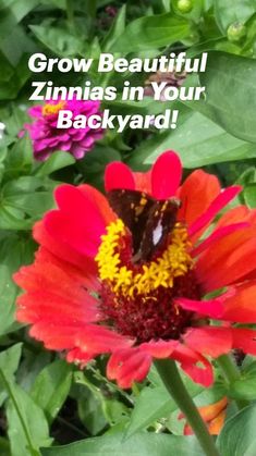 a red flower with yellow stamen and the words grow beautiful zinnas in your backyard