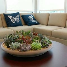 a living room filled with furniture and lots of succulents on top of a coffee table