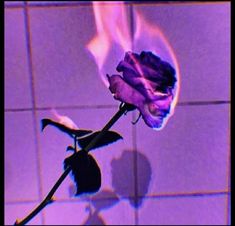 a single flower is shown on a tile wall with blue and pink lighting in the background