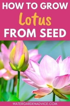 pink lotus flowers with the words how to grow lotuss from seed