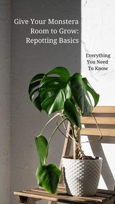 a potted plant sitting on top of a wooden bench