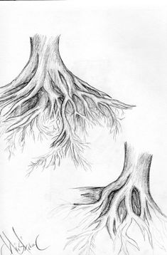 a drawing of two trees with their roots exposed