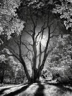 a black and white photo of a tree in the middle of a field with sun shining through