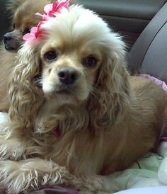 two dogs sitting in the back seat of a car with pink bows on their head