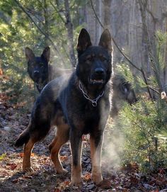 two black and brown dogs standing in the woods