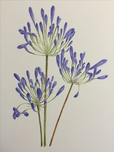 two blue flowers with green stems on a white background