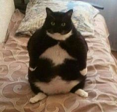 a black and white cat sitting on top of a bed