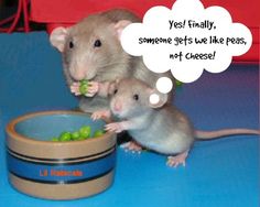 two mice eating food out of a bowl on a table with the caption compassion and loving kindness without exception