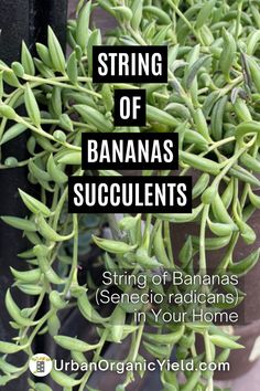 some green plants with the words string of bananas succulents