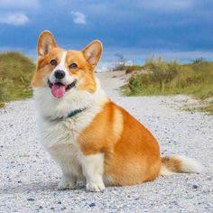 a brown and white dog sitting on top of a gravel road