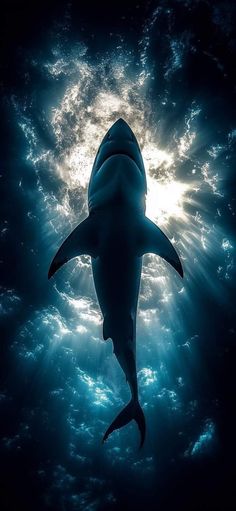 a shark swimming in the ocean with sunbeams