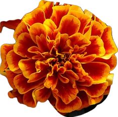 an orange and yellow flower on a white background