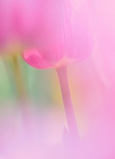 a pink flower with blurry background in the foreground and bottom part of it's petals