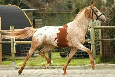 a brown and white horse running in an enclosure