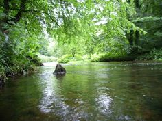 a river running through a lush green forest